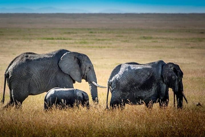 9-Day Kenya and Tanzania Wildlife Safari — Masai Mara, Serengeti & Ngorongoro photo 5