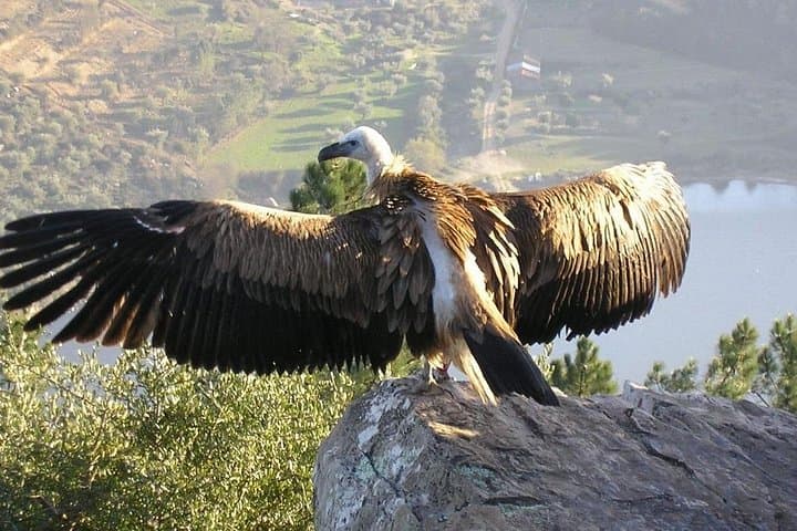 Full-Day Bird Watching at Portas de Ródão from Lisbon — Boat Cruise & Lunch photo 4