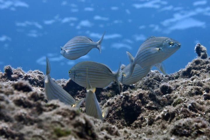 Introductory Scuba Diving in Crete: Guided Mediterranean Open-Water Experience photo 3