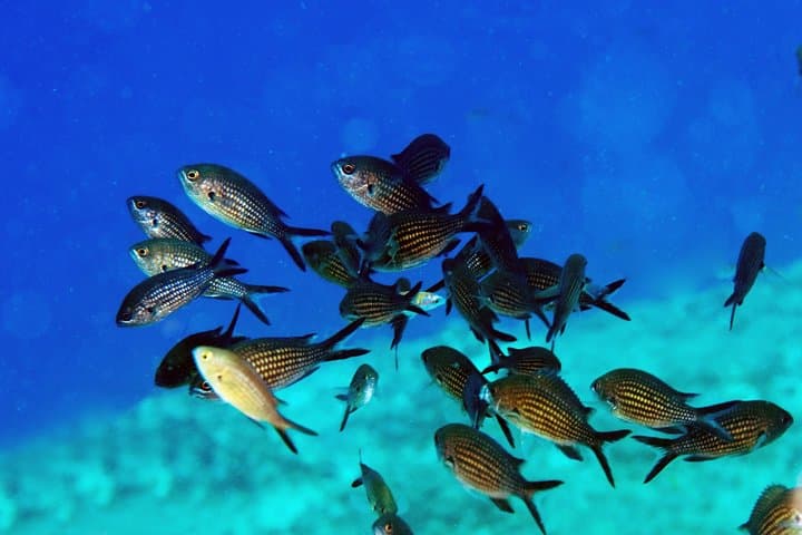 Introductory Scuba Diving in Crete: Guided Mediterranean Open-Water Experience photo 4