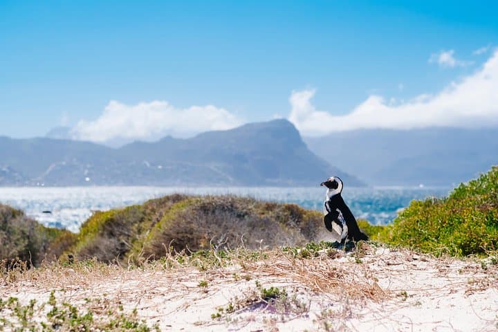 Cape Town Combo: Marine Wildlife Cruise and Cape Point Afternoon Tour photo 5