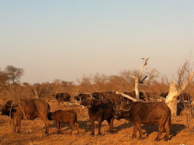 Cape Town Big 5 Safari: Malaria-Free Game Drive at a Private Reserve photo 2