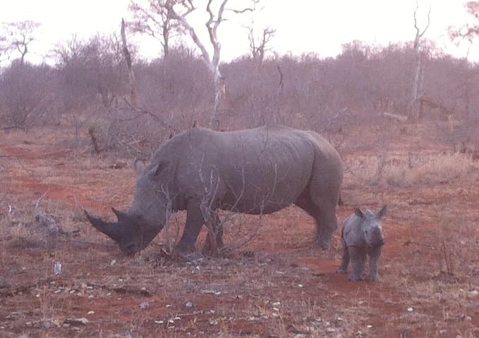 Cape Town Big 5 Safari: Malaria-Free Game Drive at a Private Reserve photo 3