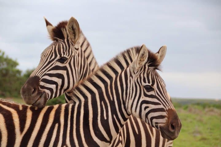 Cape Town Big 5 Safari: Malaria-Free Game Drive at a Private Reserve photo 4