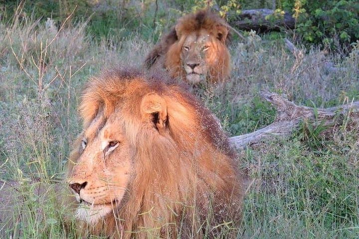 Cape Town Big 5 Safari: Malaria-Free Game Drive at a Private Reserve