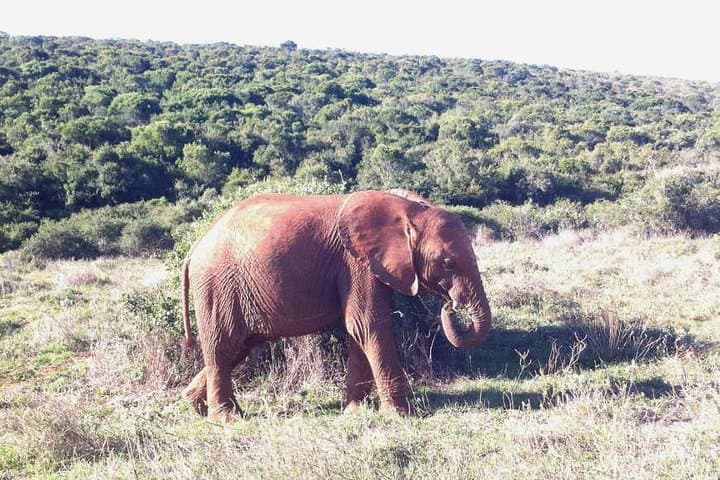 Cape Town Big 5 Safari: Malaria-Free Game Drive at a Private Reserve photo 5
