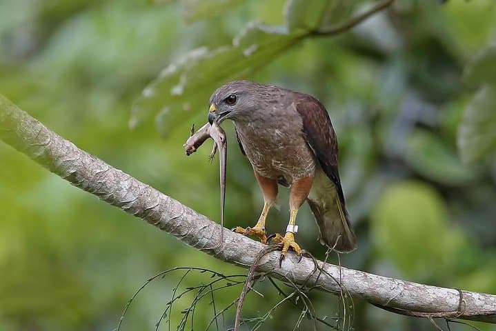 Los Haitises Private Birdwatching: Mangroves, Caves & Endemics in 3–5 Hours photo 2