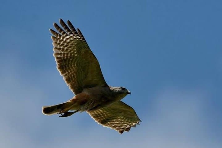 Los Haitises Private Birdwatching: Mangroves, Caves & Endemics in 3–5 Hours photo 3