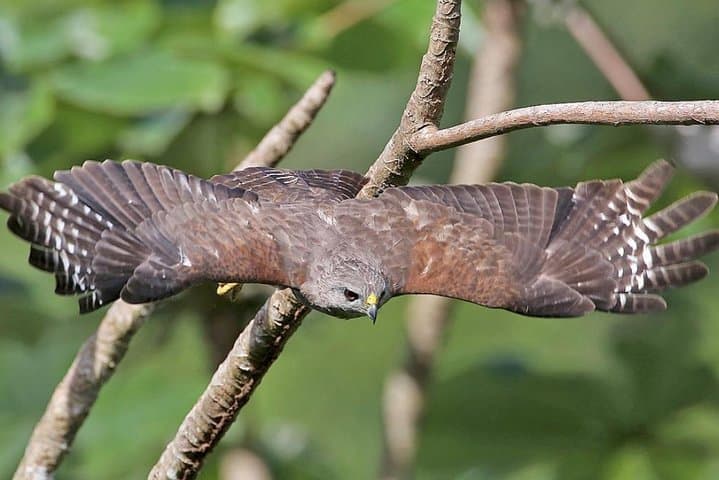 Los Haitises Private Birdwatching: Mangroves, Caves & Endemics in 3–5 Hours photo 4