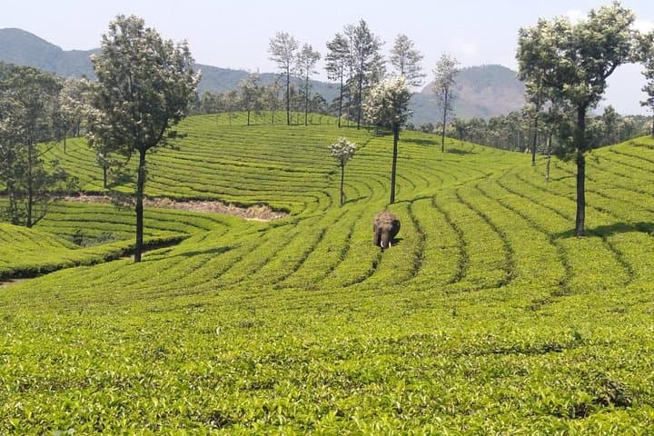 Munnar Full-Day Hike: Lekshmi Hills to Pothamedu Ridge photo 5