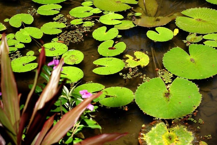 Exploring Rio’s Botanical Garden: Guided Tour of Jardim Botânico photo 4