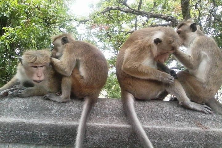 Sigiriya Lion Rock and Dambulla Cave Temples — Full-Day Tour from Colombo photo 6