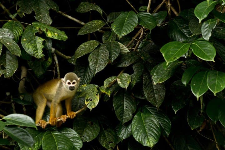 10-Day Galapagos and Amazon Quest: Kayak, Snorkel & Hike Ecuador's Wildest Ecosystems photo 3