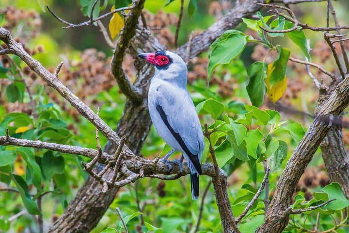 Early Morning Bird Watching at Arenal Volcano — La Fortuna Guided Tour photo 4