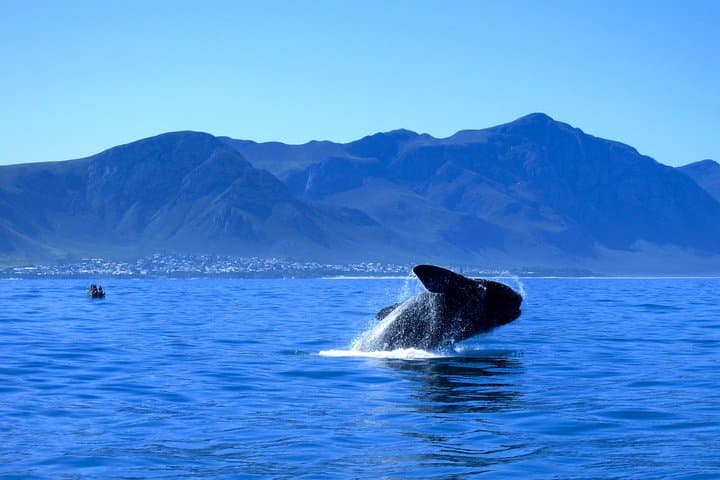 Gansbaai Shark Cage Diving from Cape Town — Full-Day Great White Encounter photo 6
