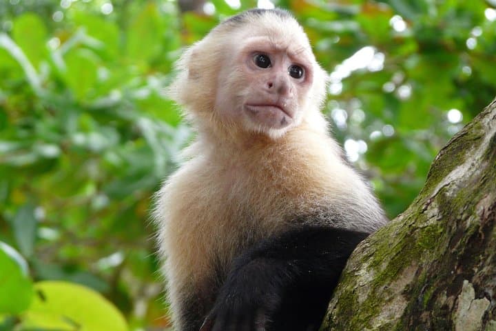 Caño Negro & Río Frío Boat Tour from Arenal: A Day-Long Wildlife River Safari photo 3