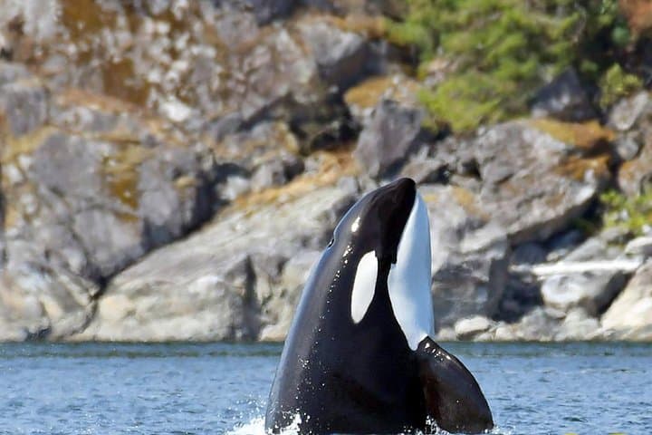 7-Hour Big Animal Encounter: Campbell River Whale & Wildlife Cruise