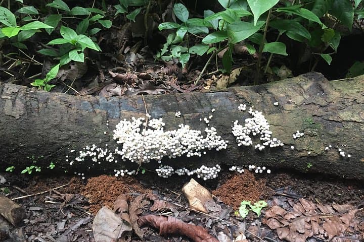 Soberanía National Park Hike — Pipeline Road Jungle Walk & Panama Canal Sights photo 3