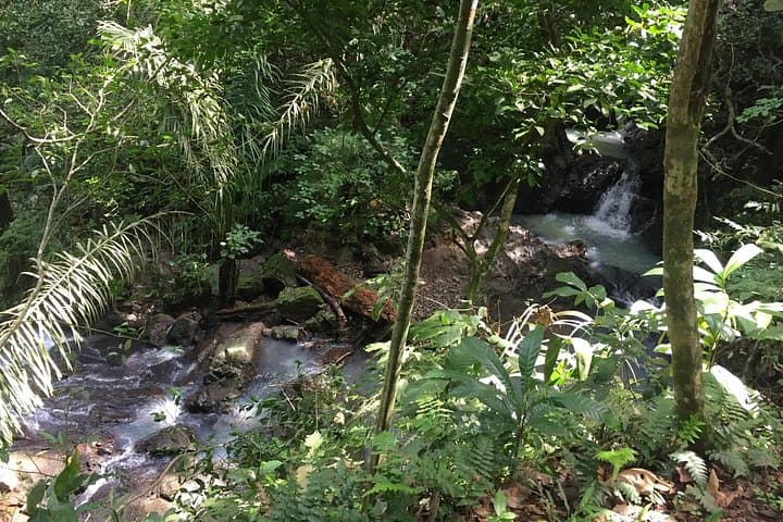 Soberanía National Park Hike — Pipeline Road Jungle Walk & Panama Canal Sights photo 4