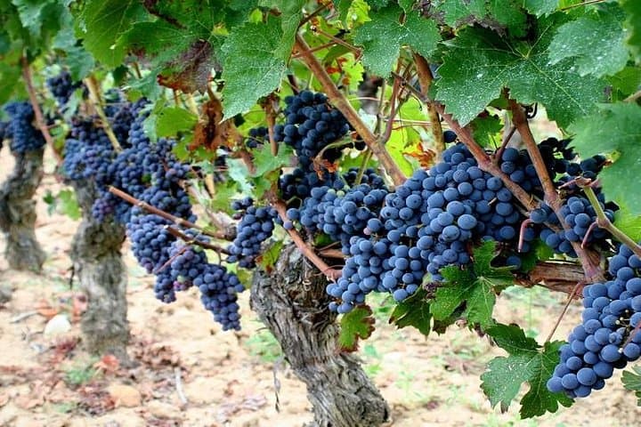 Chenonceau & Touraine Wine Private Day Tour from Paris