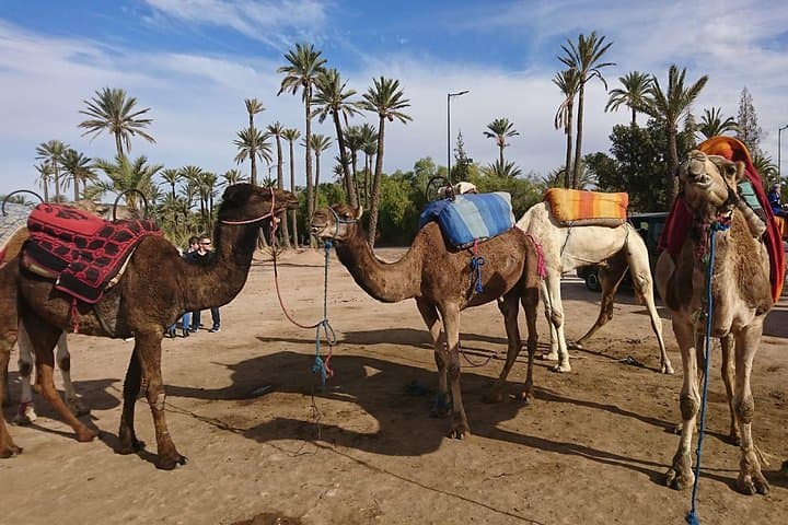 Camel ride in La Palmeraie — 2-hour desert-ship ride from Marrakech photo 5