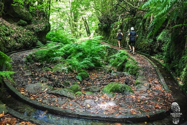 Fanal Ancient Forest Running Tour: 15km Laurisilva Loop via Levada dos Cedros photo 4