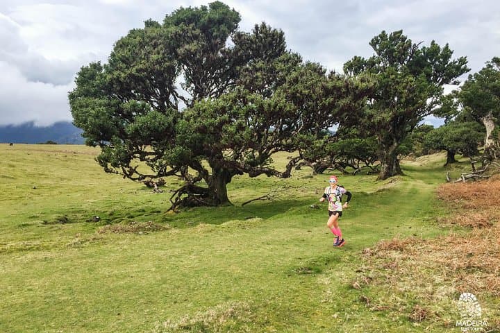 Fanal Ancient Forest Running Tour: 15km Laurisilva Loop via Levada dos Cedros