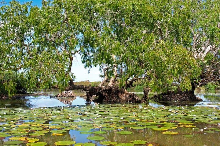 2-Day Litchfield & Kakadu: Yellow Water Sunrise, Cultural Walks and Waterfalls photo 3