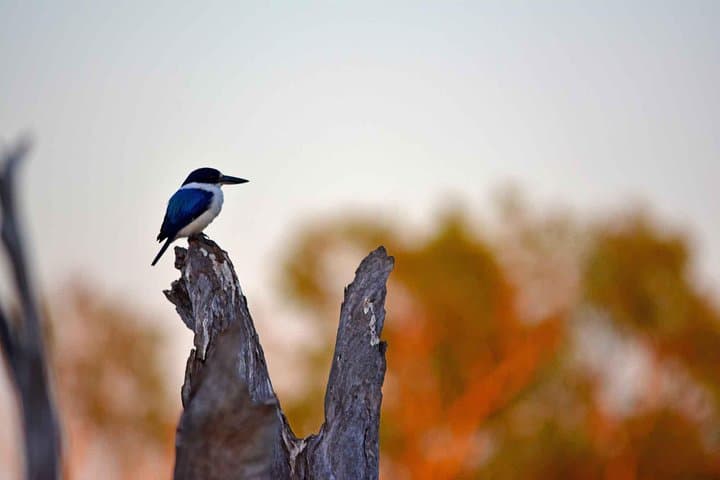 2-Day Litchfield & Kakadu: Yellow Water Sunrise, Cultural Walks and Waterfalls photo 4