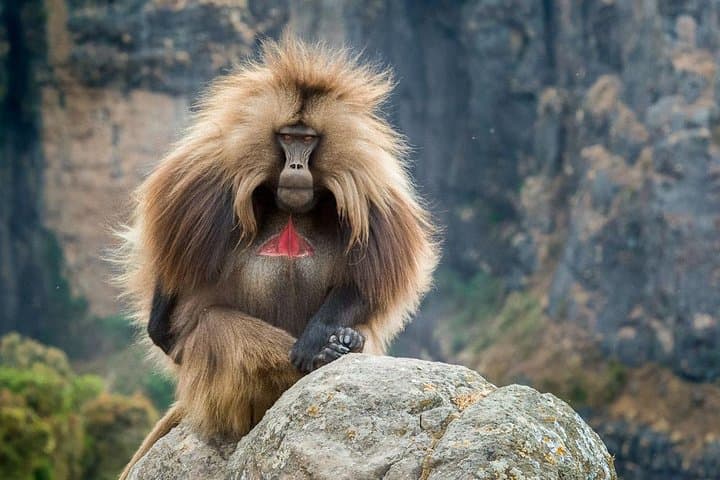 North Ethiopia Historic Route: 14-Day Cultural & Wilderness Tour photo 1