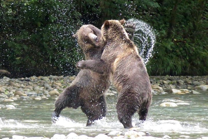 Grizzly Bear Expedition to Orford Bay — Campbell River Bute Inlet Wildlife Tour