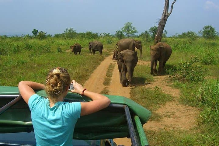 Sri Lanka in 7 Days: Cultural Triangle, Tea Country & Coastal Wildlife photo 4