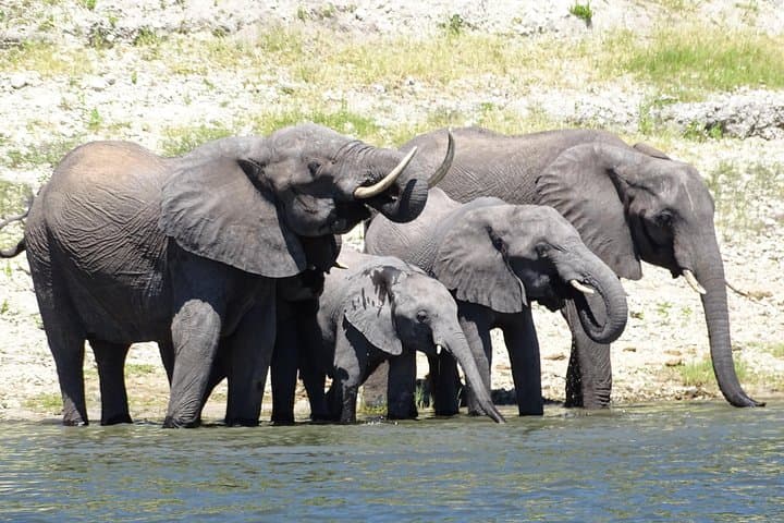 Full-Day Chobe Safari: Game Drive and Chobe River Boat Cruise from Livingstone
