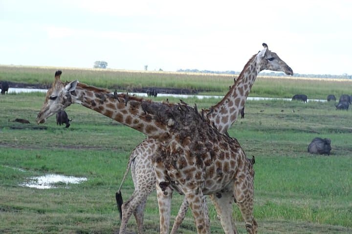 Full-Day Chobe Safari: Game Drive and Chobe River Boat Cruise from Livingstone photo 2