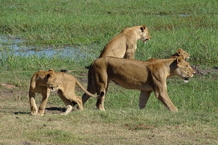 Full-Day Chobe Safari: Game Drive and Chobe River Boat Cruise from Livingstone photo 3
