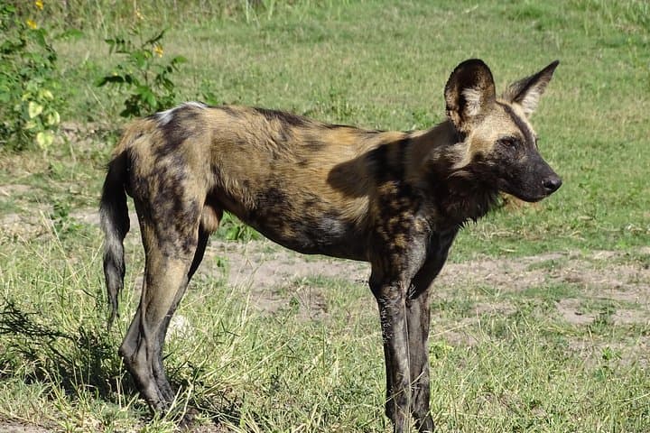 Full-Day Chobe Safari: Game Drive and Chobe River Boat Cruise from Livingstone photo 4