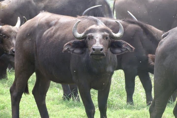 Full-Day Chobe Safari: Game Drive and Chobe River Boat Cruise from Livingstone photo 5