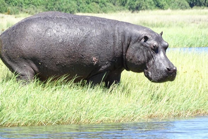 Full-Day Chobe Safari: Game Drive and Chobe River Boat Cruise from Livingstone photo 6