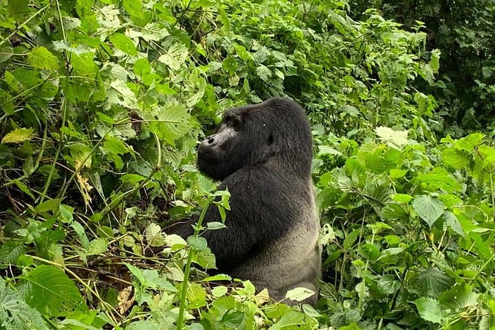 2-Day Bwindi Gorilla Trek from Kigali — Rushaga Gorilla Trekking Safari photo 4