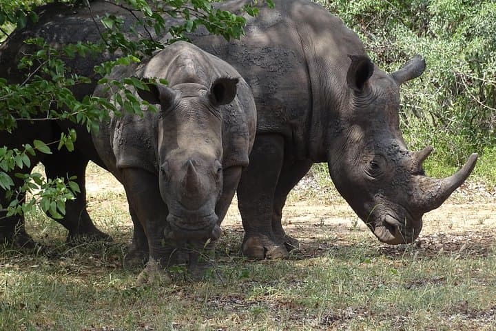 Walking with Rhinos: Livingstone Half-Day Rhino Walking Safari & Bush Medicine Tour photo 4