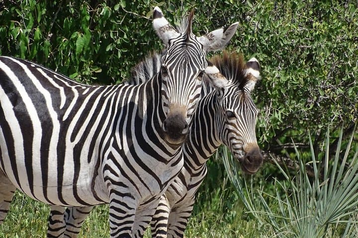 Walking with Rhinos: Livingstone Half-Day Rhino Walking Safari & Bush Medicine Tour photo 5