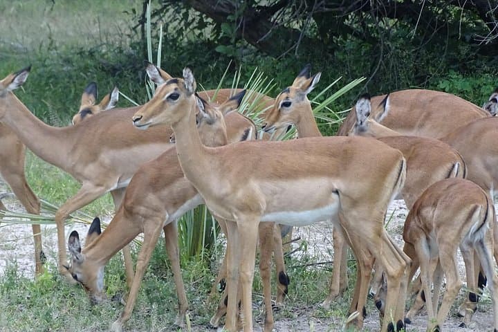 Walking with Rhinos: Livingstone Half-Day Rhino Walking Safari & Bush Medicine Tour photo 6