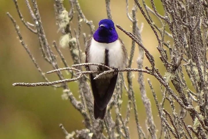 Páramo Birding at Chakana Reserve: Private Antisana Excursion photo 4