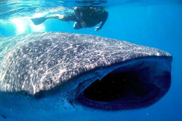 Swim with Whale Sharks from Cancún: Punta Sam to Isla Mujeres Day Trip photo 3
