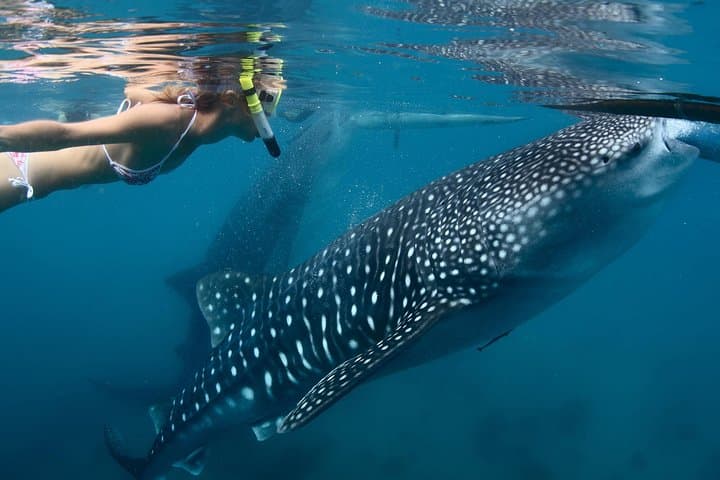 Swim with Whale Sharks from Cancún: Punta Sam to Isla Mujeres Day Trip photo 2