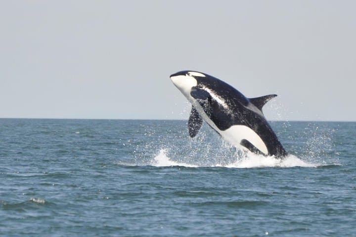 7-Hour Big Animal Encounter: Campbell River Whale & Wildlife Cruise photo 6