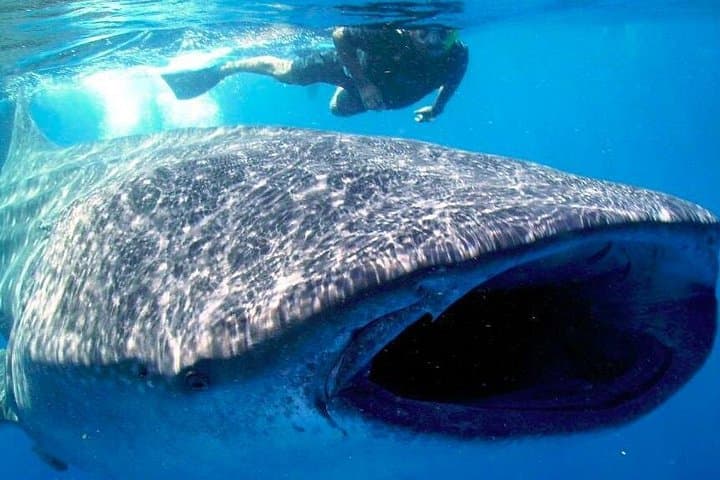 Swim with Whale Sharks in Cancun: Punta Sam to Isla Mujeres Encounter photo 5