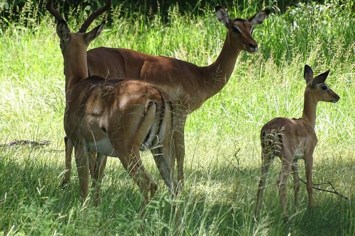 Livingstone Half-Day Game Drive & White Rhino Safari on the Zambezi photo 2