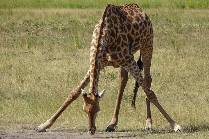 Livingstone Half-Day Game Drive & White Rhino Safari on the Zambezi photo 3