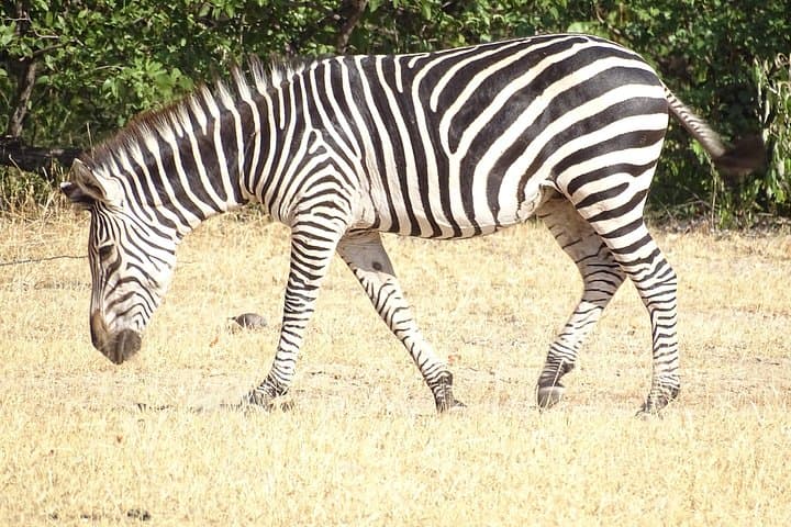 Livingstone Half-Day Game Drive & White Rhino Safari on the Zambezi photo 4